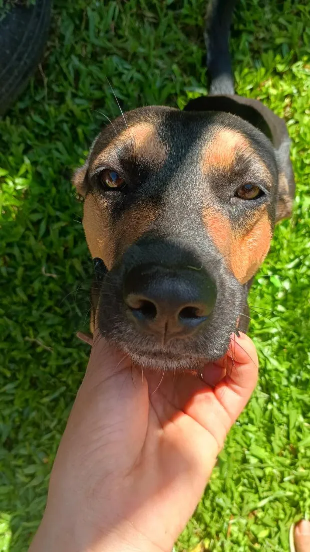 Cachorro raça SRD-ViraLata idade 2 anos nome Iochi