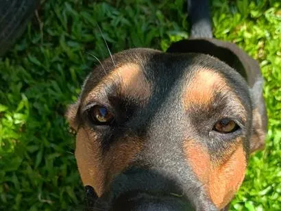 Cachorro raça SRD-ViraLata idade 2 anos nome Iochi
