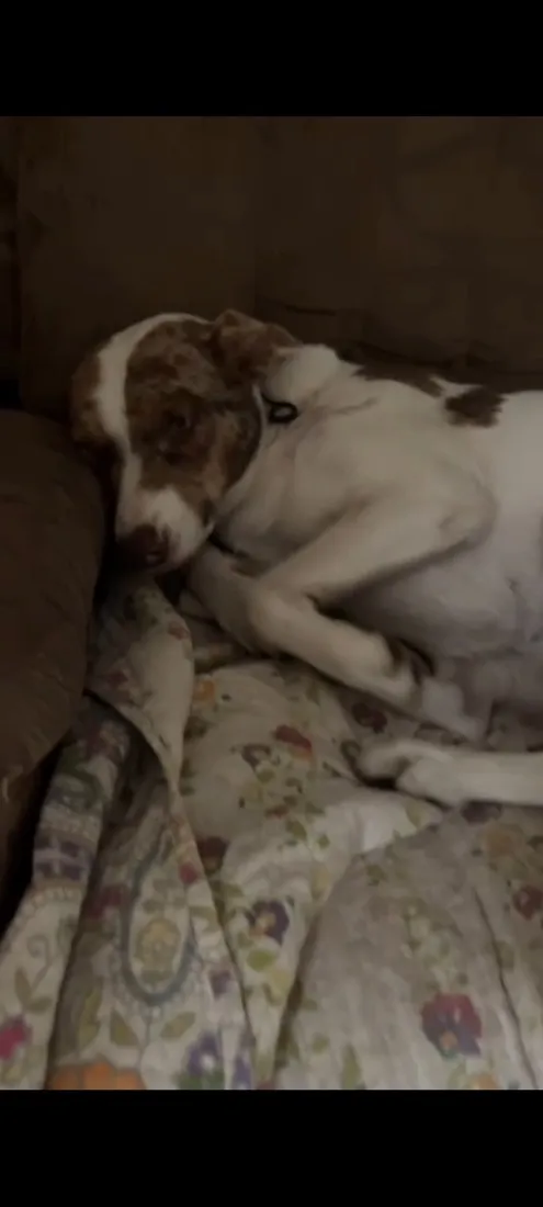 Cachorro raça SRD-ViraLata idade 2 anos nome Maio