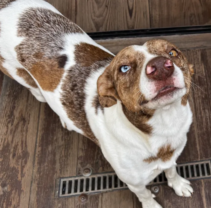 Cachorro raça SRD-ViraLata idade 2 anos nome Maio