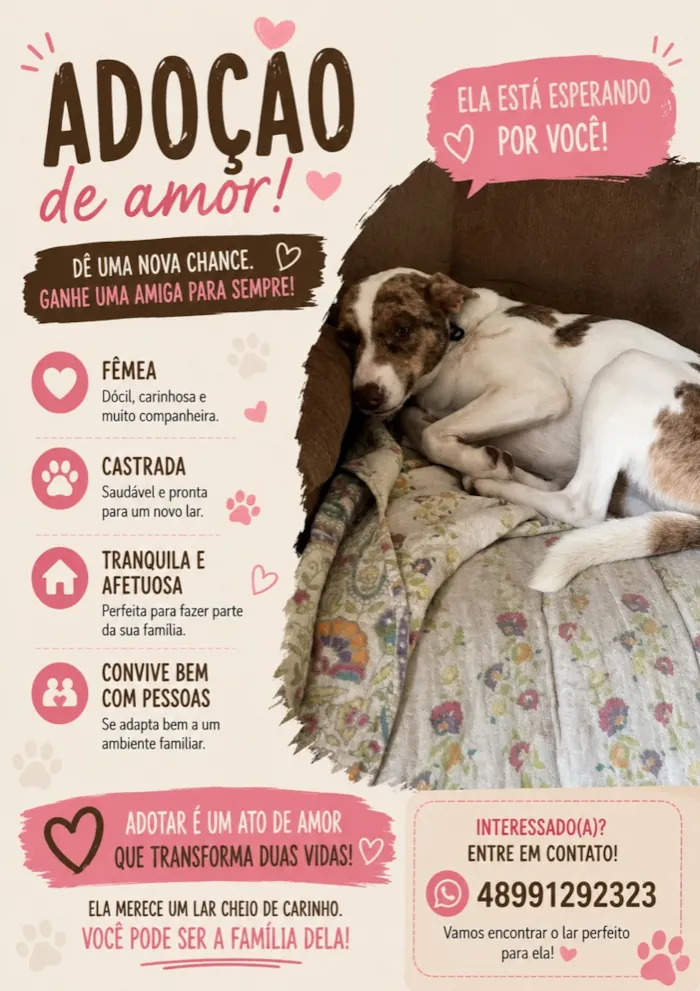 Cachorro raça SRD-ViraLata idade 2 anos nome Maio