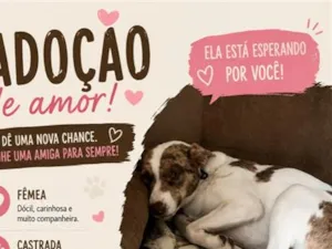 Cachorro raça SRD-ViraLata idade 2 anos nome Maio