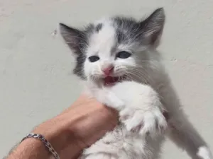 Gato raça Angorá idade Abaixo de 2 meses nome gatos para doação filhotes