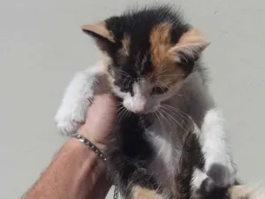 Gato raça Angorá idade Abaixo de 2 meses nome Gatos para doação 