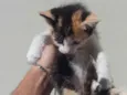 Gatos para doação