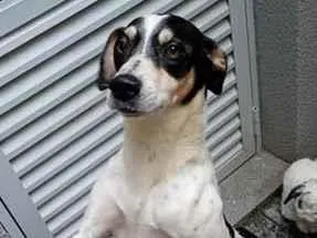 Cachorro raça SRD-ViraLata idade 4 anos nome Biel 