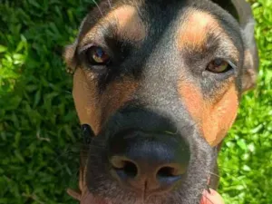 Cachorro raça SRD-ViraLata idade 2 anos nome Iochi