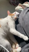 Milo