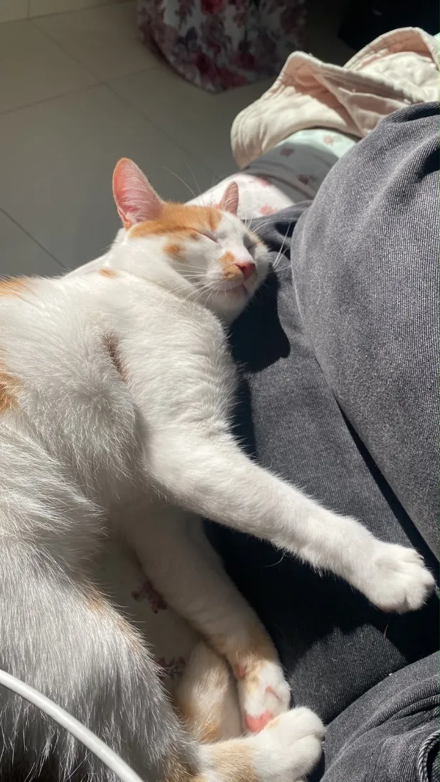 Gato raça SRD-ViraLata idade 1 ano nome Milo