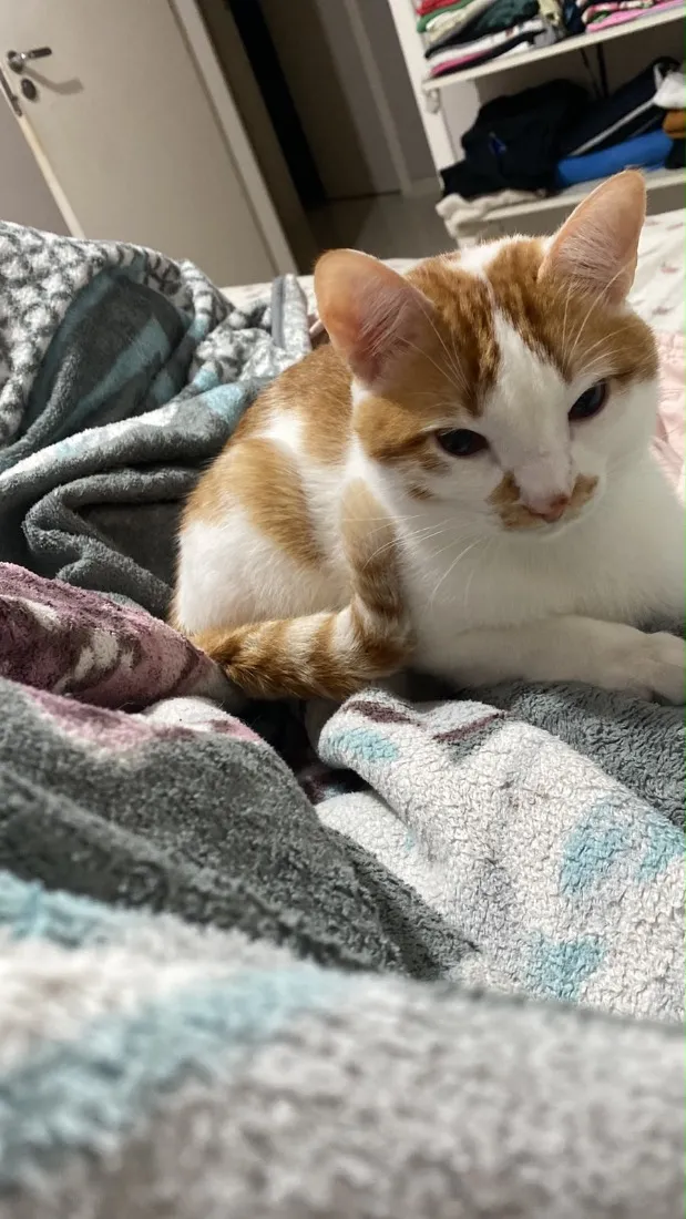 Gato raça SRD-ViraLata idade 1 ano nome Milo