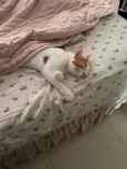 Milo