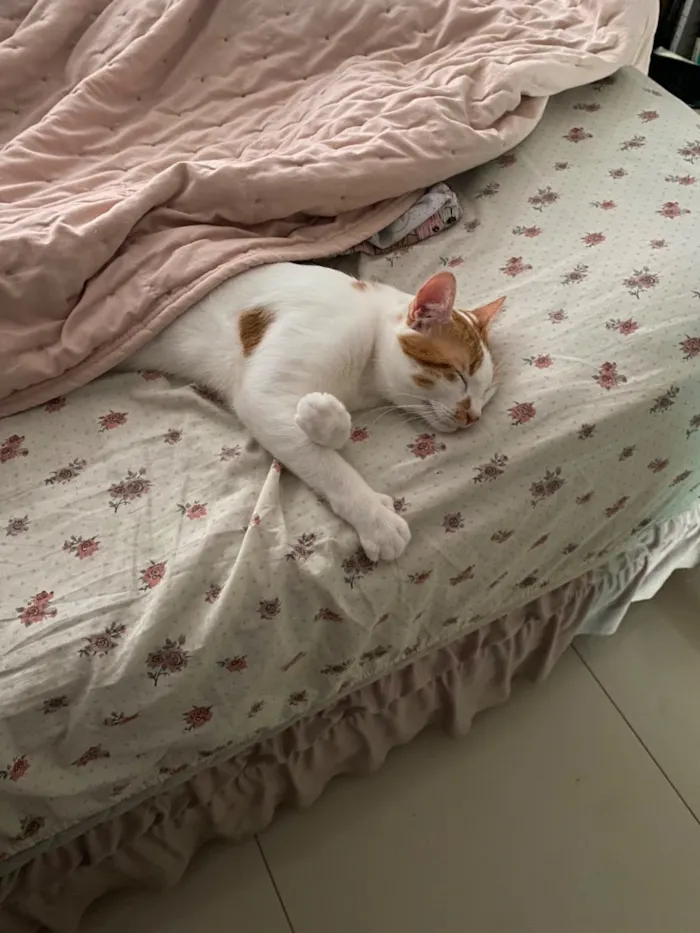 Gato raça SRD-ViraLata idade 1 ano nome Milo