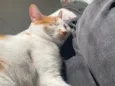Milo