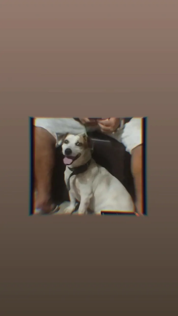 Cachorro raça SRD-ViraLata idade 4 anos nome FRED