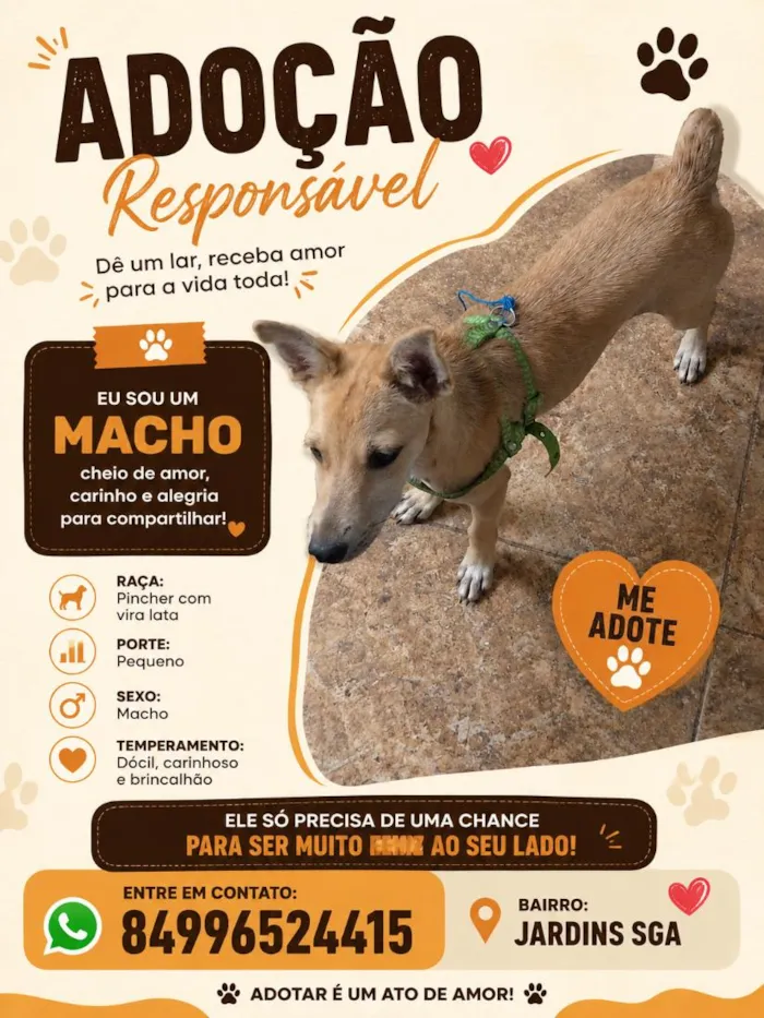 Cachorro raça SRD-ViraLata idade 2 a 6 meses nome Melque