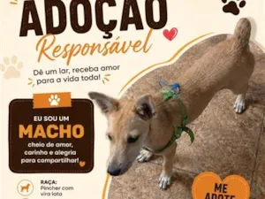 Cachorro raça SRD-ViraLata idade 2 a 6 meses nome Melque