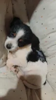 Bob 