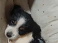 Bob 