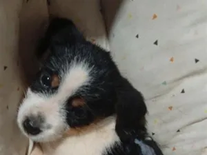 Cachorro raça SRD-ViraLata idade 2 a 6 meses nome Bob 