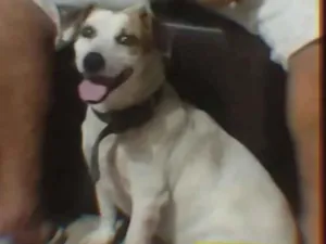 Cachorro raça SRD-ViraLata idade 4 anos nome FRED