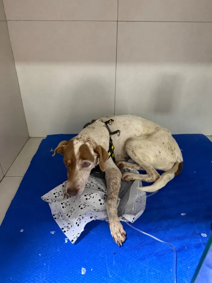 Cachorro raça SRD-ViraLata idade 3 anos nome Princesa