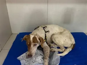Cachorro raça SRD-ViraLata idade 3 anos nome Princesa