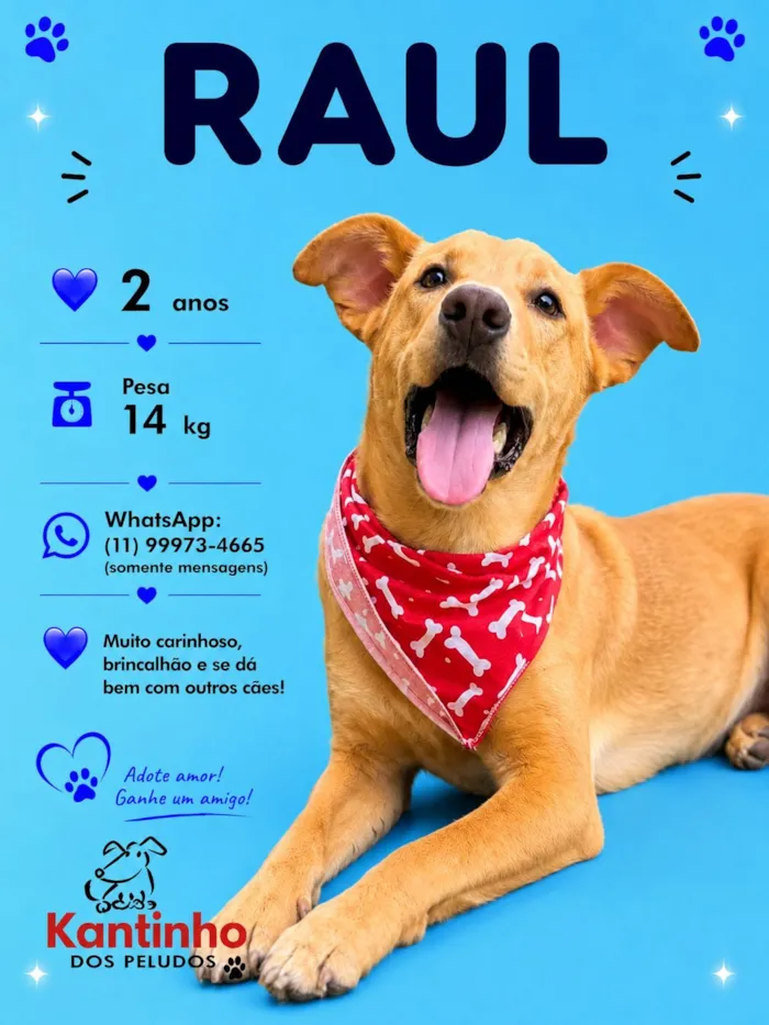 Cachorro raça SRD-ViraLata idade 2 anos nome Raul