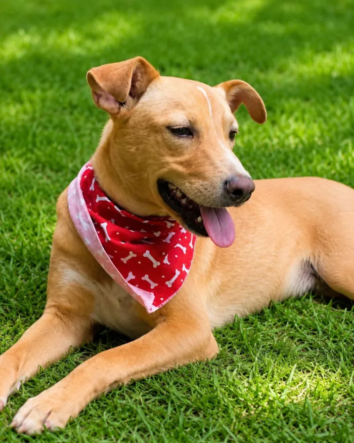 Cachorro raça SRD-ViraLata idade 2 anos nome Raul