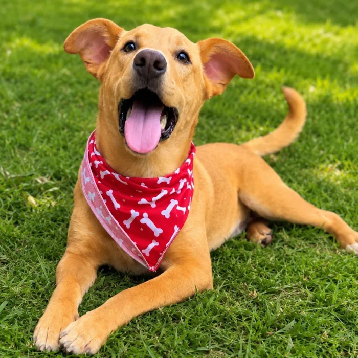 Cachorro raça SRD-ViraLata idade 2 anos nome Raul