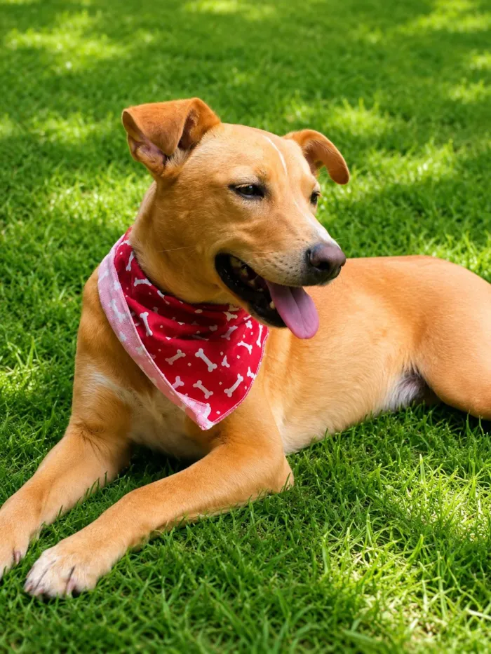 Cachorro raça SRD-ViraLata idade 2 anos nome Raul