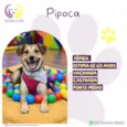 Pipoca