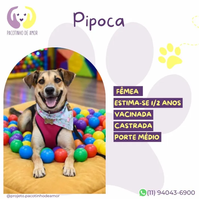 Cachorro raça SRD-ViraLata idade 1 ano nome Pipoca