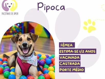 Cachorro raça SRD-ViraLata idade 1 ano nome Pipoca