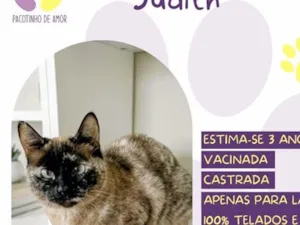 Gato raça SRD-ViraLata idade 3 anos nome Judith