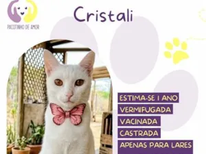 Gato raça SRD-ViraLata idade 1 ano nome Cristali