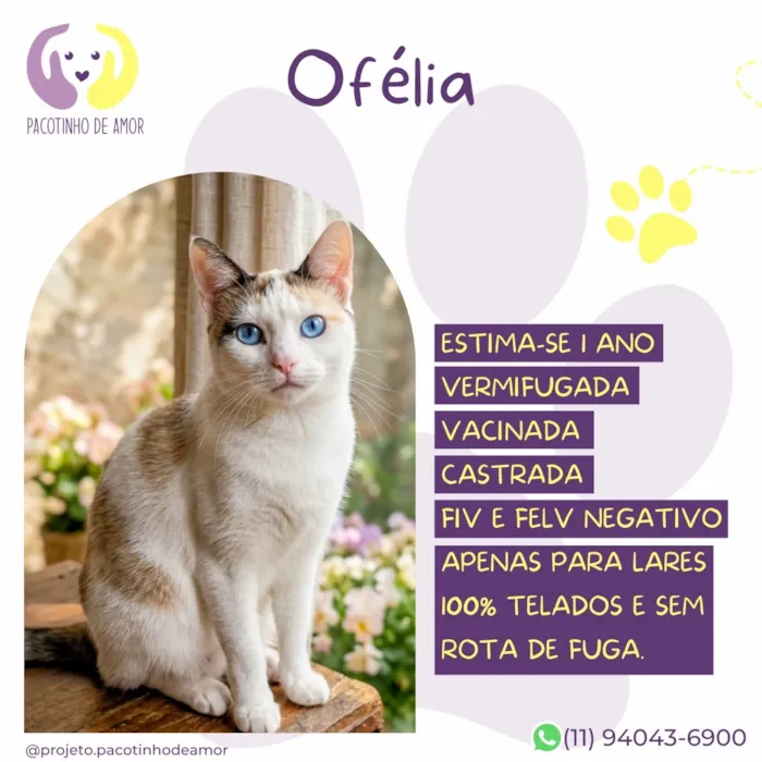 Gato raça SRD-ViraLata idade 1 ano nome Ofélia