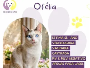 Gato raça SRD-ViraLata idade 1 ano nome Ofélia