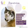Flanelinha