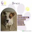 Bruce