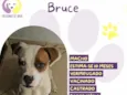 Bruce