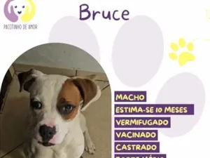 Cachorro raça SRD-ViraLata idade 7 a 11 meses nome Bruce