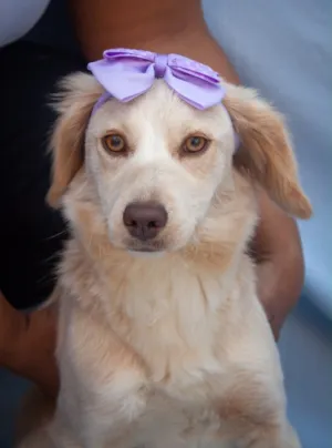 Cachorro raça SRD-ViraLata idade 7 a 11 meses nome Zoe 