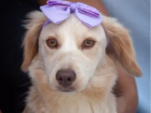 Cachorro raça SRD-ViraLata idade 7 a 11 meses nome Zoe 