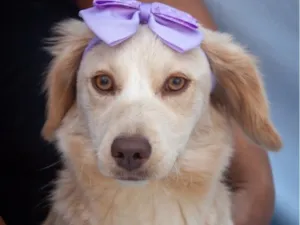Cachorro raça SRD-ViraLata idade 7 a 11 meses nome Zoe
