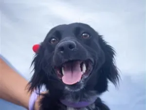 Cachorro raça SRD-ViraLata idade 1 ano nome Marisol