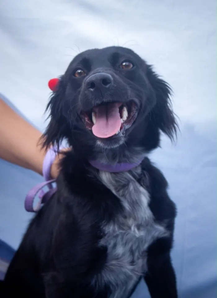 Cachorro raça SRD-ViraLata idade 7 a 11 meses nome Marisol