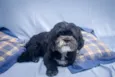 Vini 