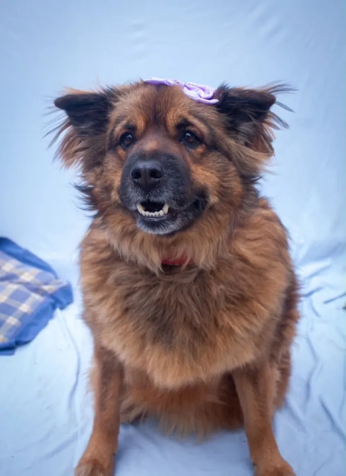 Cachorro raça SRD-ViraLata idade 2 anos nome Luna