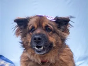 Cachorro raça SRD-ViraLata idade 2 anos nome Luna