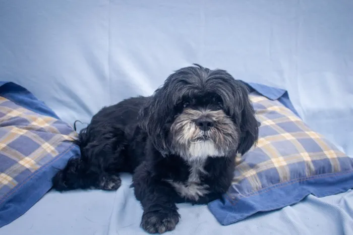 Cachorro raça SRD-ViraLata idade 2 a 6 meses nome Vini